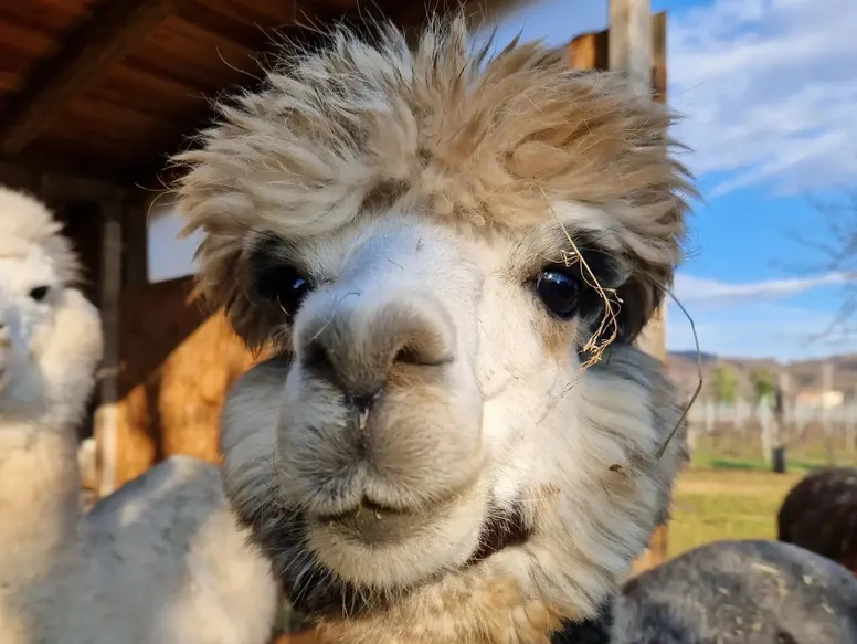 alpaca